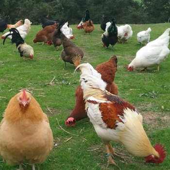 Happy Hen Sanctuary