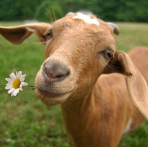 The Gentle Barn